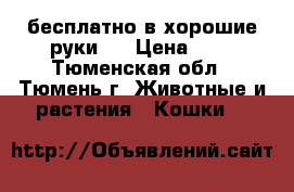   бесплатно в хорошие руки . › Цена ­ 0 - Тюменская обл., Тюмень г. Животные и растения » Кошки   